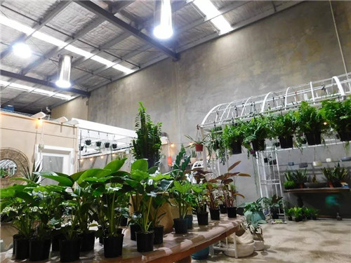 導光管在綠植栽培應用